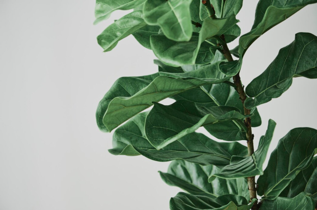 fiddle leaf tree in front of the white wall