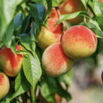 Essential Steps on How to Care for a Peach Tree Effectively