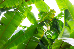 Sunlight filters through vibrant green banana leaves, some with noticeable wear and tiny holes