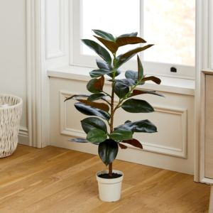 A rubber tree stands in a room