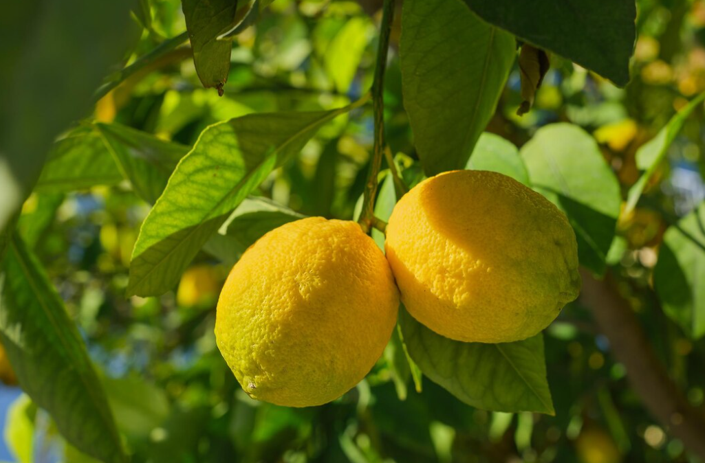 Two bright yellow lemons hang prominently from a branch, surrounded by vibrant green leaves under sunlight.