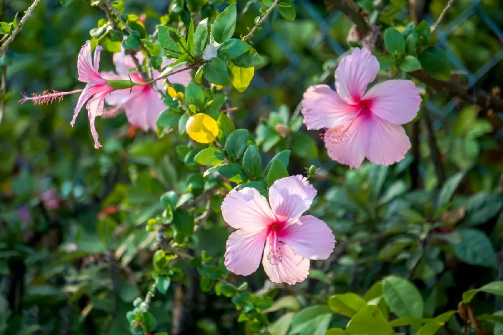 Hibiscus flowers are pink 