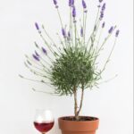 a small potted lavender tree with a glass of wine and green leaves