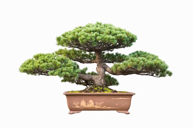 A bonsai tree growing in a pot