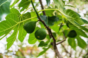 Green fig on a tree