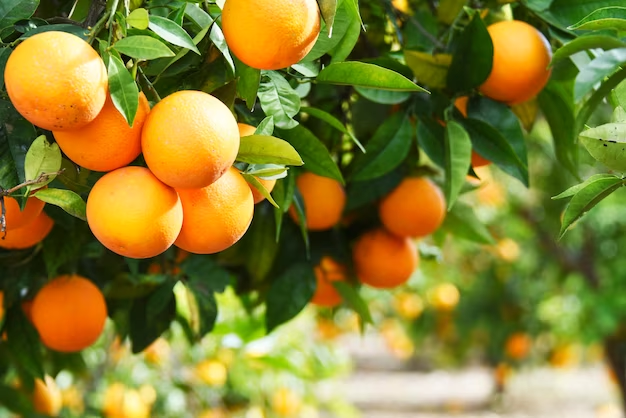 Oranges hanging on a tree