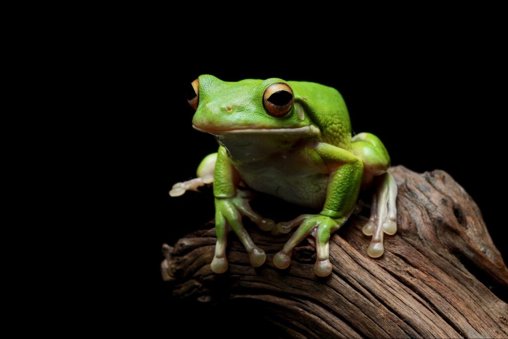 a white-lipped tree frog
