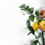 Comprehensive Care Tips for Meyer Lemon Trees