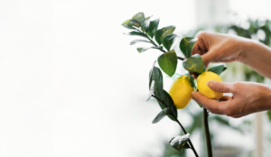 A person holds two ripe lemons on a tree branch against a bright, blurred background.