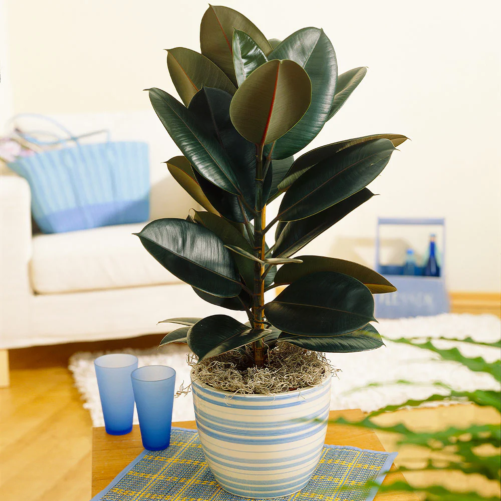 A rubber tree stands on a rug in a room