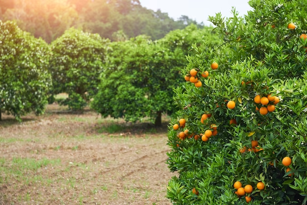 Orange trees in a clearing