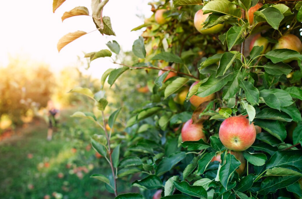 Lush apple trees bearing ripe apples stand in an orchard, with a blurred figure in the background amid the warm glow of sunlight.